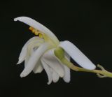Image of taxon representative. Author is Татьяна Мальчинская