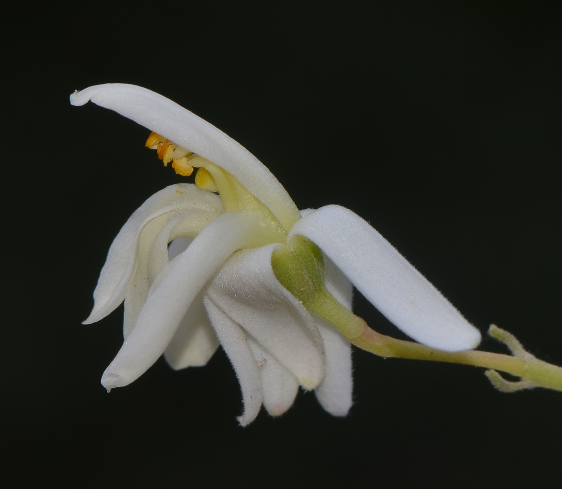 Image of Moringa oleifera specimen.