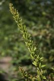 Oenothera rubricaulis. Соплодие с незрелыми плодами. Ленинградская обл., окр. ст. Бронка. 08.08.2009.