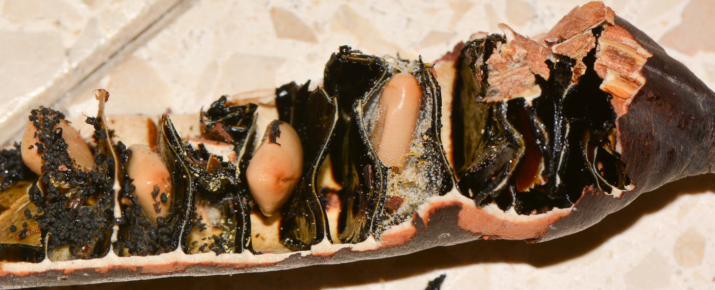 Image of Cassia fistula specimen.