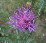 Centaurea jacea subspecies substituta. Соцветие со спящим жуком. Краснодарский край, Абинский р-н, долина р. Бол. Хабль, у небольшой дороги. 10.07.2016.