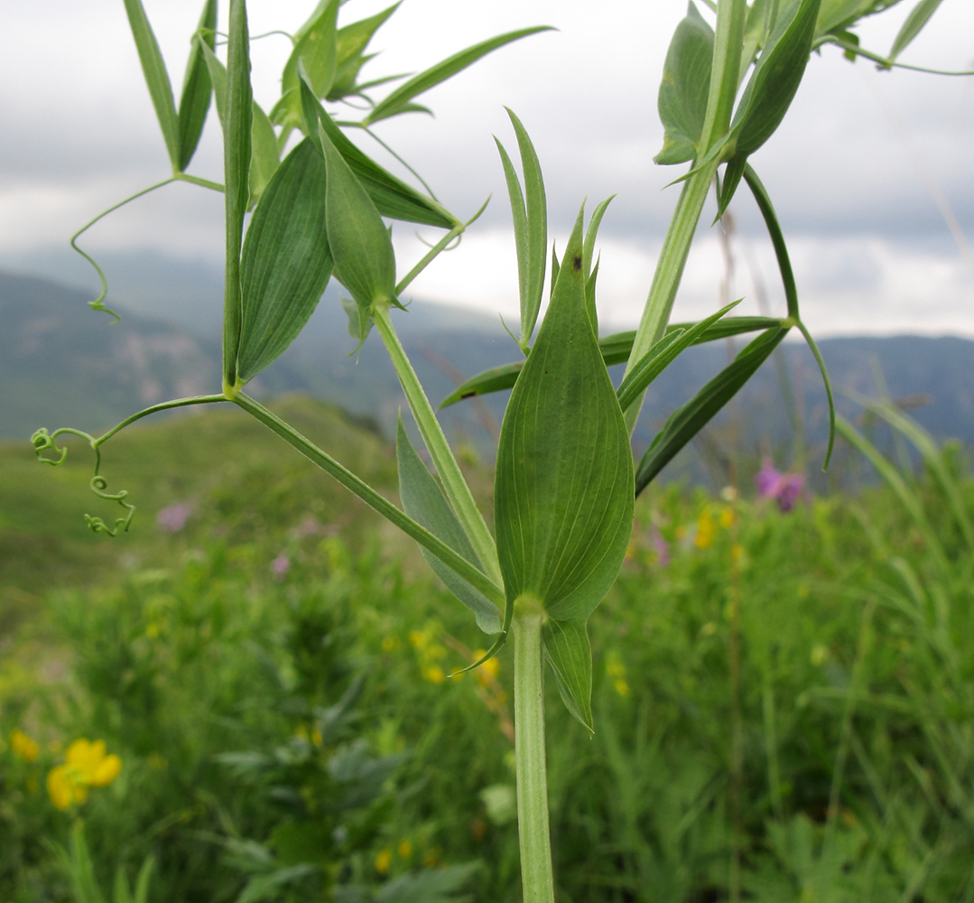 Изображение особи Lathyrus pratensis.