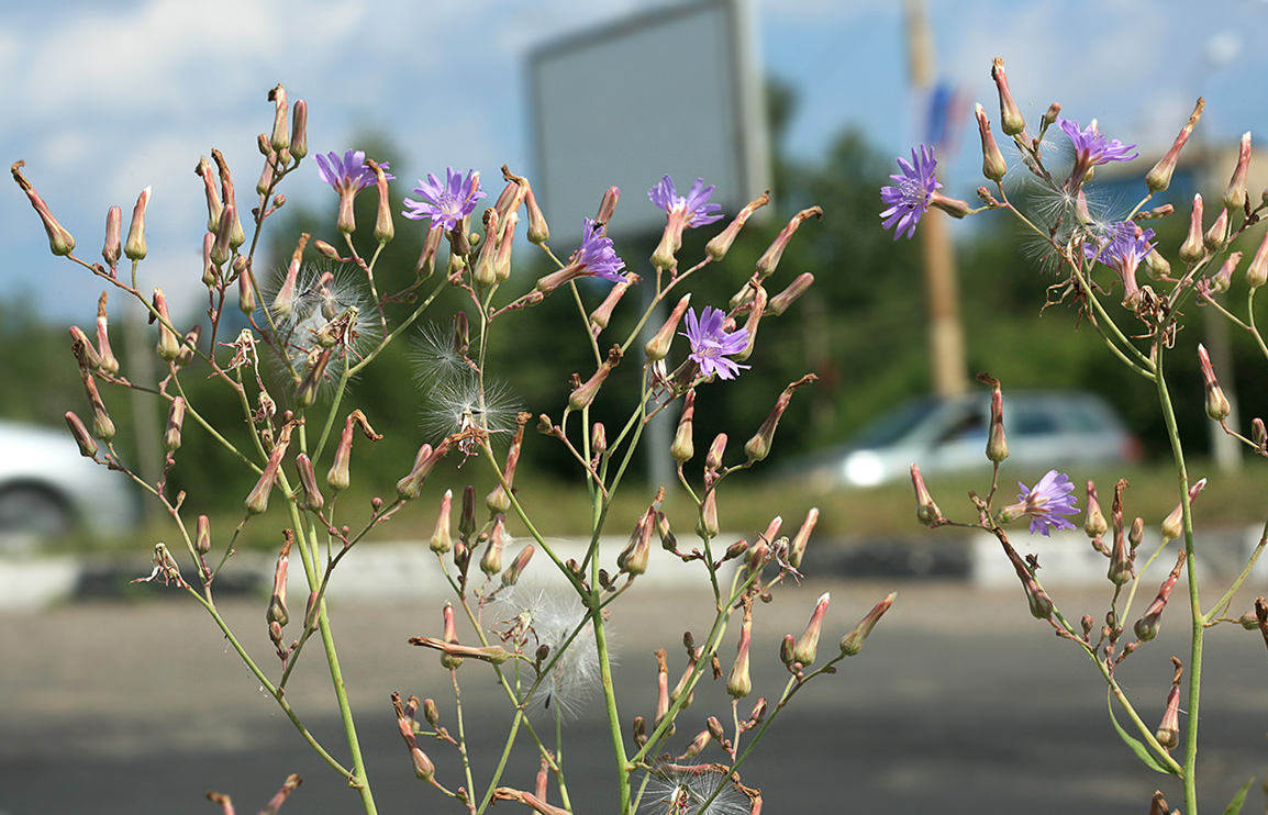 Изображение особи Lactuca tatarica.