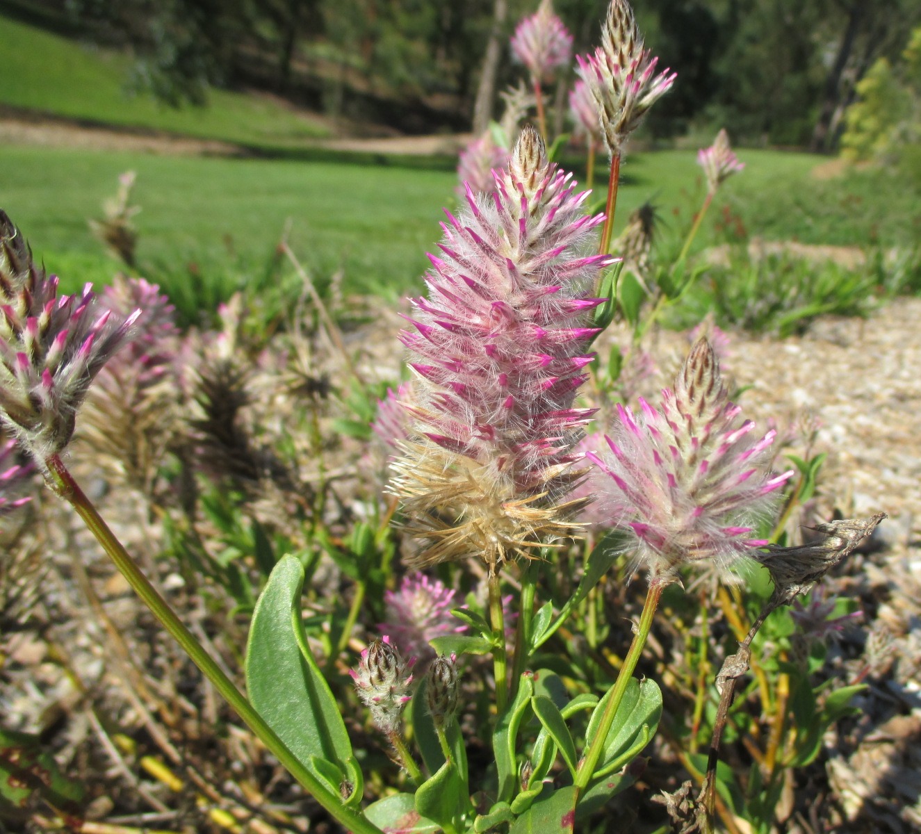 Image of Ptilotus exaltatus specimen.