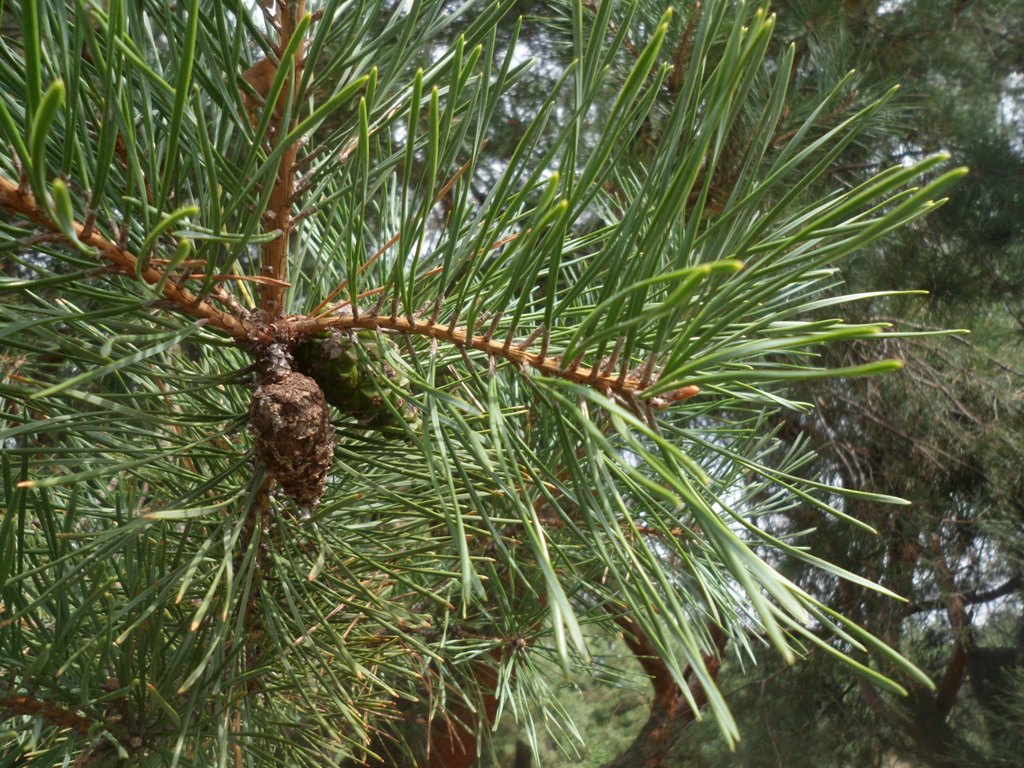 Изображение особи Pinus sylvestris.