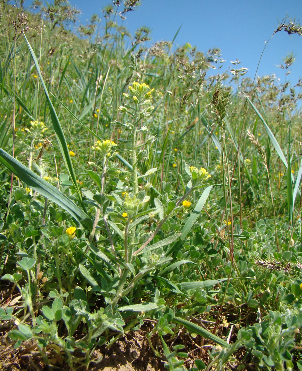 Image of Alyssum hirsutum specimen.