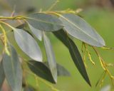 genus Eucalyptus