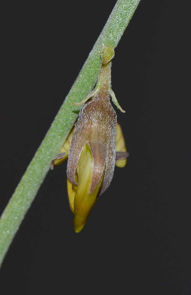 Image of Crotalaria aegyptiaca specimen.