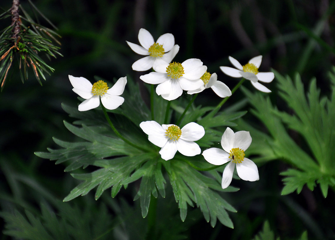 Image of Anemonastrum fasciculatum specimen.