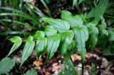 Gentiana schistocalyx. Верхушка вегетирующего растения. Северная Осетия, Ирафский р-н, хребет Танадор, гора Кубус, ≈ 1800 м н.у.м., смешанный лес. 05.07.2016.