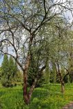 Malus prunifolia. Взрослые растения. Беларусь, г. Минск, Ботанический сад, часть аллеи яблони сливолистной (креба). Год закладки 1932. 09.05.2016.