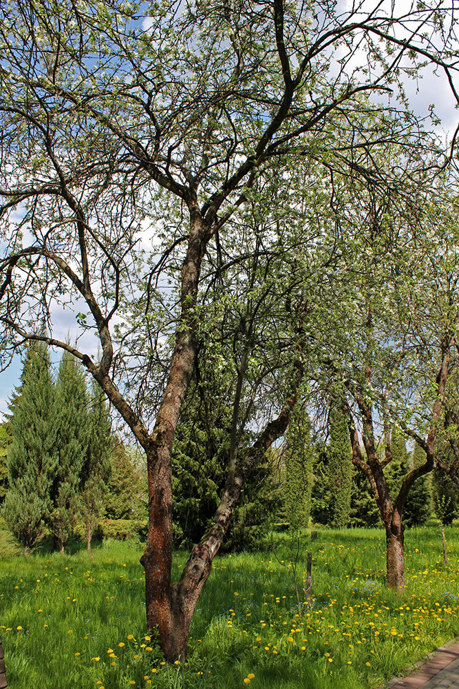 Image of Malus prunifolia specimen.