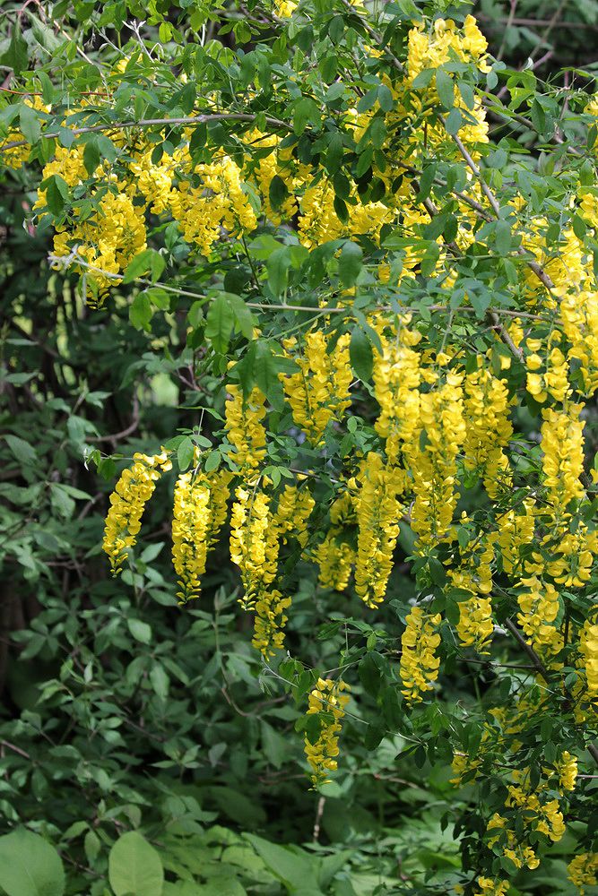 Изображение особи Laburnum alpinum.