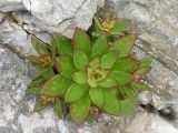 Orostachys maximowiczii