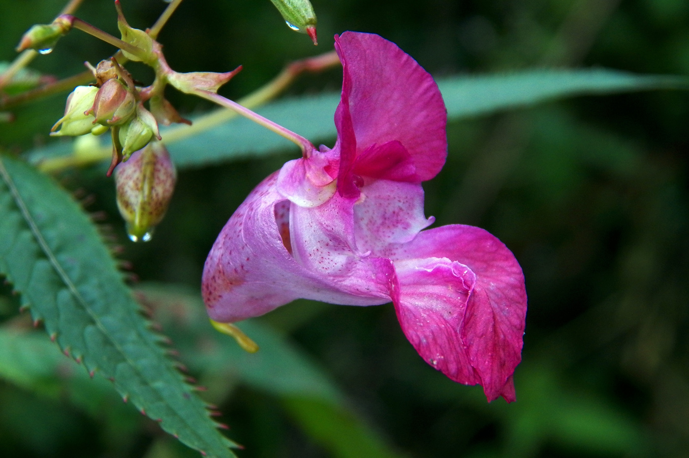 Изображение особи Impatiens glandulifera.