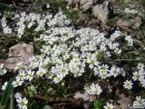 Erophila praecox