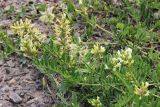 Astragalus cicer. Цветущее растение на пустыре. Республика Татарстан, г. Казань, окраина, территория АЗС. 20.06.2015.