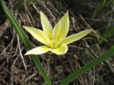 Tulipa dasystemon. Цветок (локальная бледноцветковая форма). Казахстан, Заилийский Алатау в окр. г. Алматы, ущ. Каскелен, мелкоземный склон сев. экспозиции, 1900 м н.у.м. 20 апреля 2016 г.