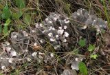 genus Peltigera