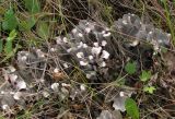 genus Peltigera