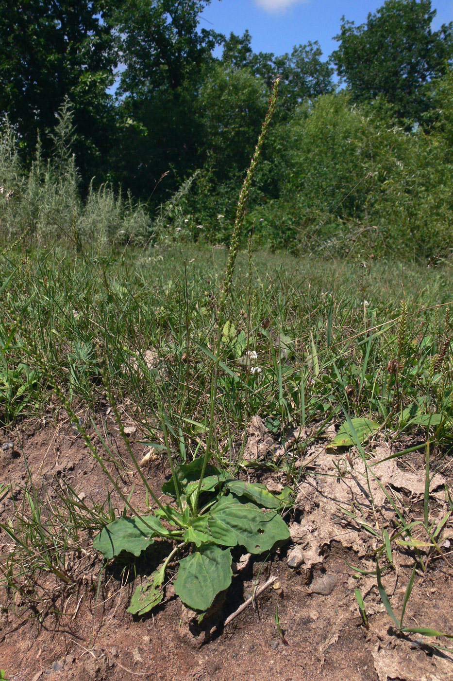 Изображение особи Plantago major.