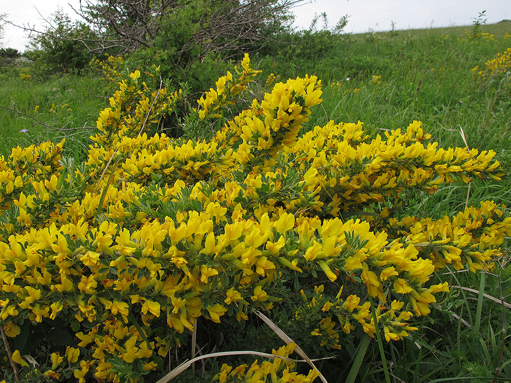 Изображение особи Chamaecytisus lindemannii.