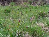 Fritillaria meleagris. Сырой луг с цветущими растениями. Республика Алтай, Шебалинский р-н, окр. с. Топучая, пойма р. Сема. 28 мая 2008 г.