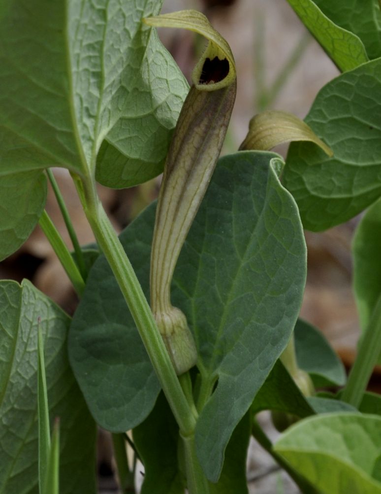 Image of Aristolochia lutea specimen.