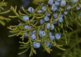 Juniperus virginiana