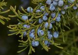 Juniperus virginiana. Часть ветви с шишкоягодами. Молдова, Кишинев, Ботанический сад АН Молдовы. 05.04.2015.
