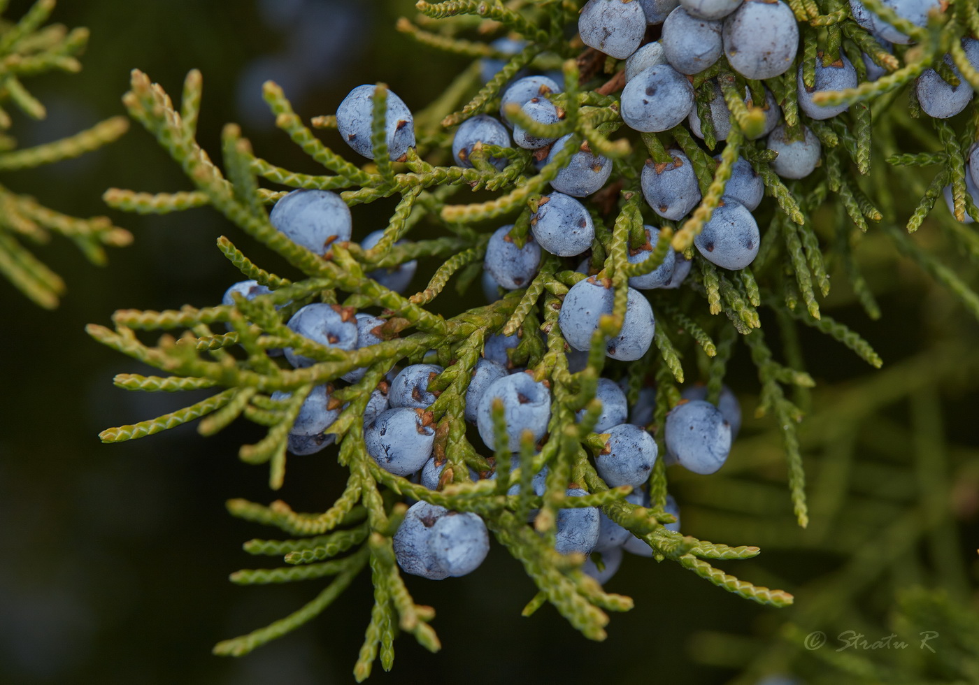 Изображение особи Juniperus virginiana.