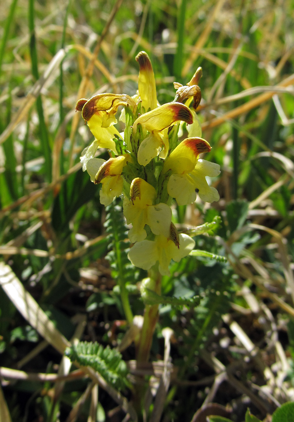 Изображение особи Pedicularis oederi.