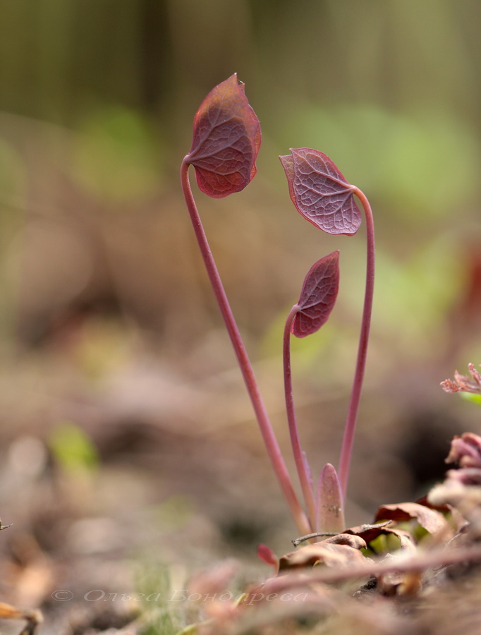 Image of Jeffersonia diphylla specimen.