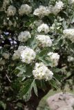 Crataegus pontica. Ветвь с соцветиями. Узбекистан, Кашкадарьинская обл., Китабский р-н, перевал Тахтакарача, сухой каменистый склон, 1650 м н.у.м. 31 мая 2013 г.
