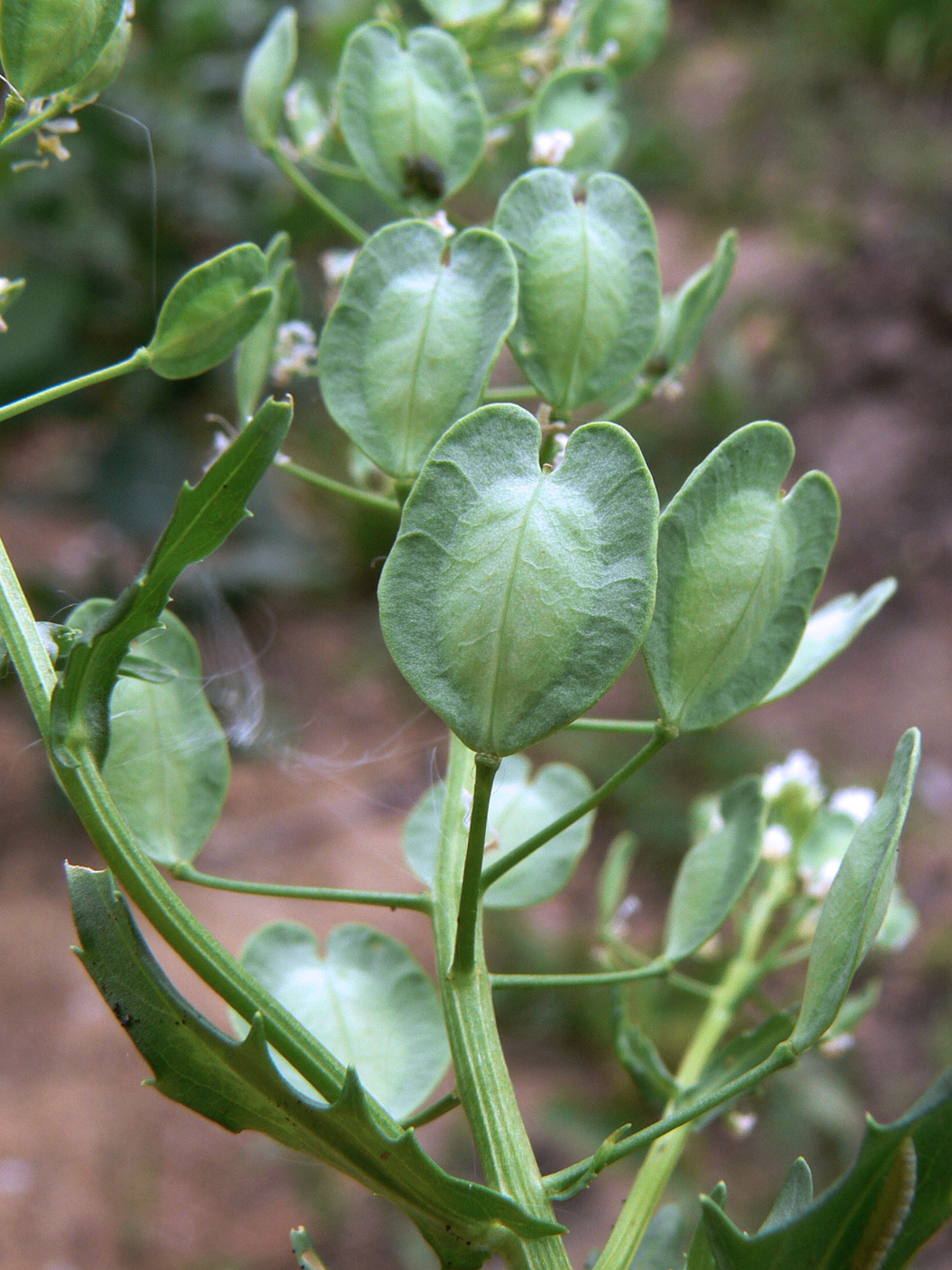 Image of Thlaspi arvense specimen.
