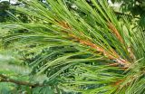 genus Pinus. Верхушка веточки, поражённая хермесом. Вологодская обл., г. Великий Устюг. Июль.