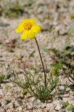 Coreopsis californica. Цветущее растение. США, Калифорния, Joshua Tree National Park, пустыня Колорадо. 01.03.2017.