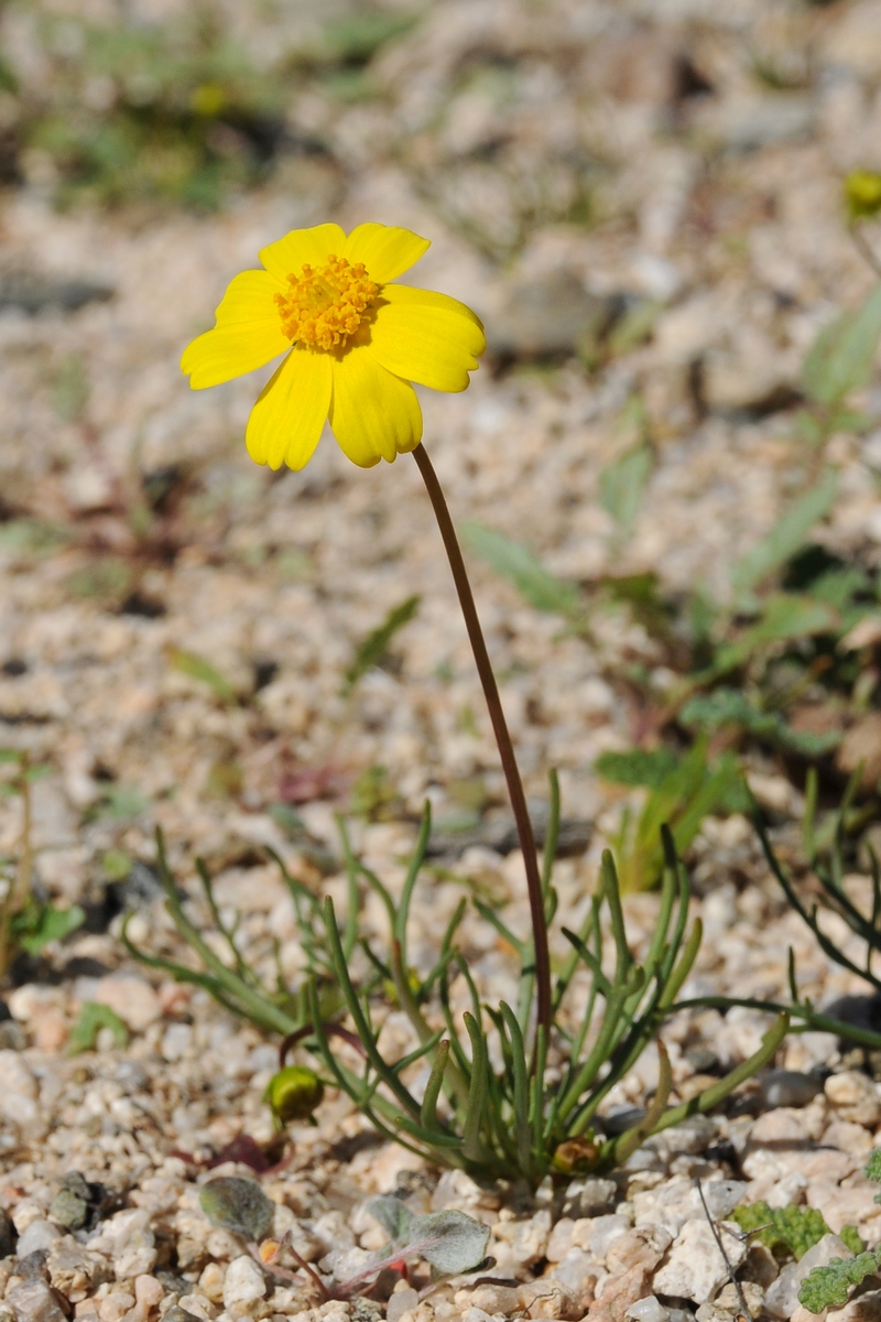 Изображение особи Coreopsis californica.