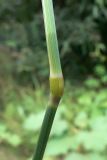 Phleum pratense. Часть побега с узлом. Амурская обл., Бурейский р-н, окр. с. Виноградовка, долина р. Асташиха, песчаная почва. 25.07.2016.