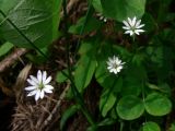 Stellaria graminea