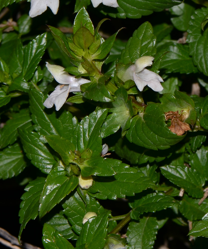 Image of Prasium majus specimen.