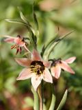 Fritillaria rugillosa