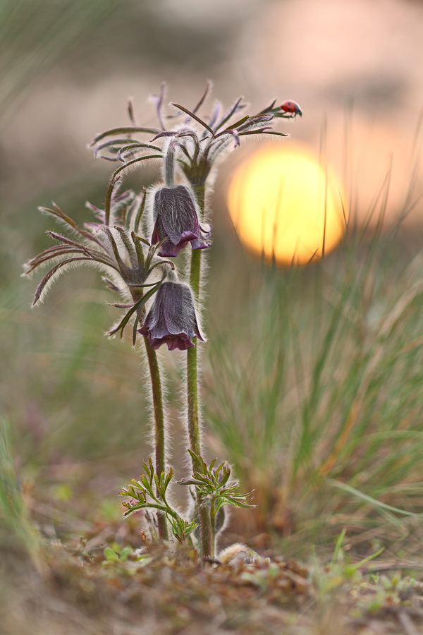 Image of Pulsatilla pratensis specimen.