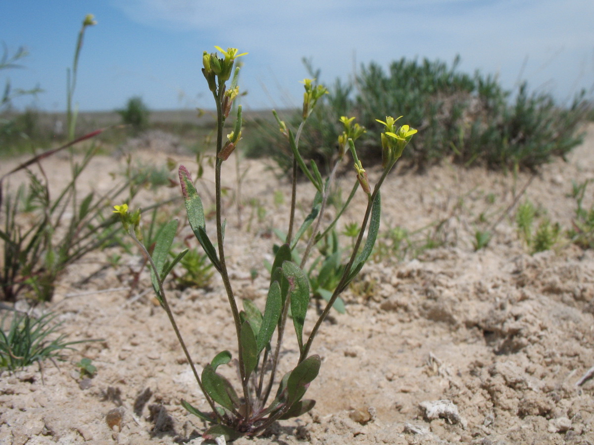 Image of Erysimum sisymbrioides specimen.