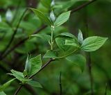 Philadelphus pubescens