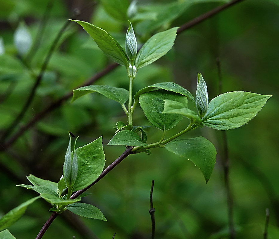 Image of Philadelphus pubescens specimen.