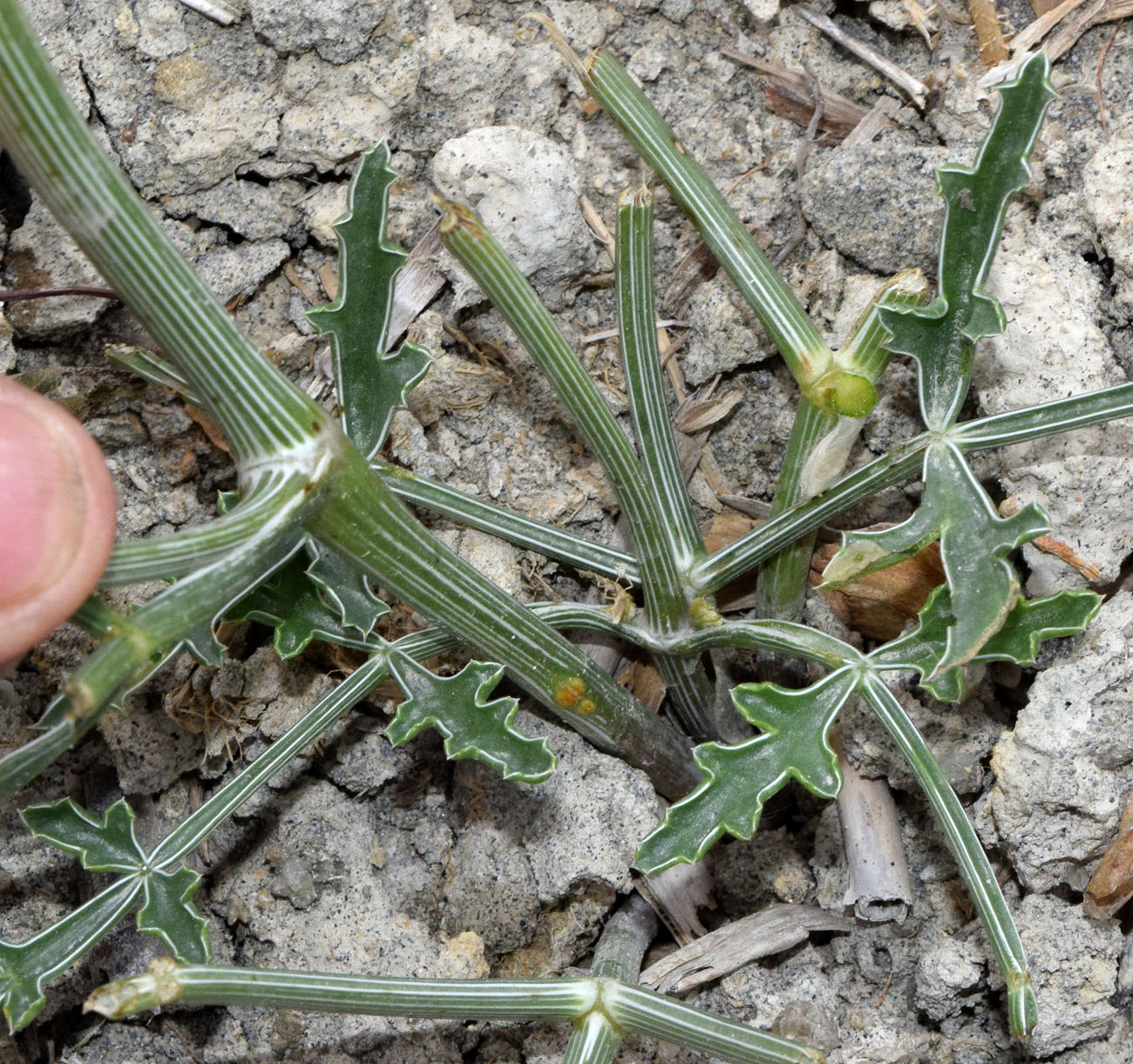 Изображение особи Ferula karelinii.