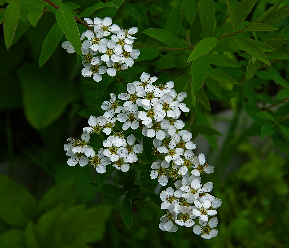 Изображение особи Spiraea &times; cinerea.