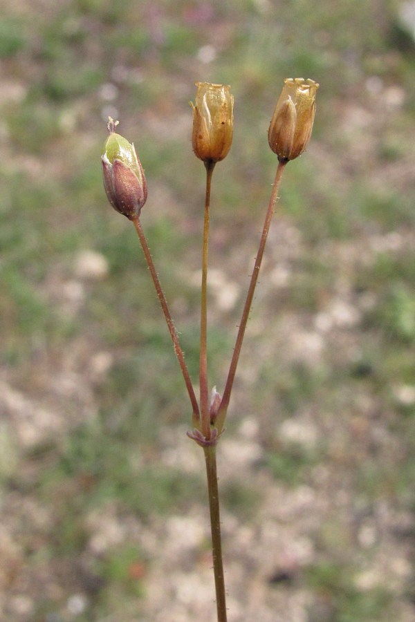 Изображение особи Holosteum umbellatum.