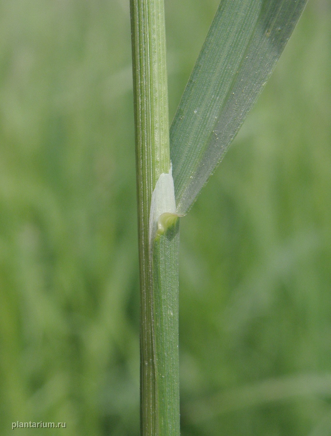 Image of Poa palustris specimen.